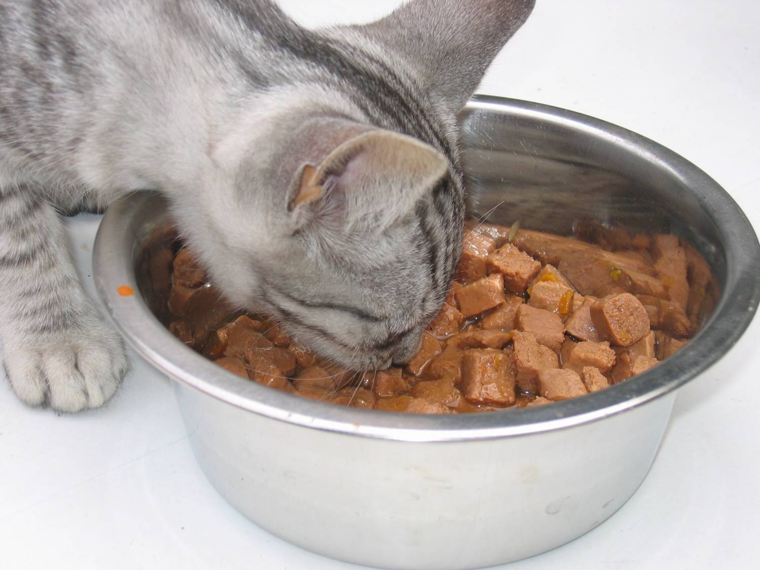 Как отучить кошку от сухого корма: лучшие методы при смене рациона