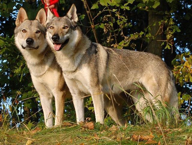 Чехословацкая волчья собака (чешский влчак) - описание породы, характер пса, фото | petguru