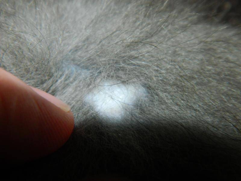 У кота выпадает шерсть клоками: причины, что делать
