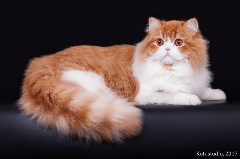 20 пород длинношерстных кошек со всего света: аборигенные и селекционные породы.