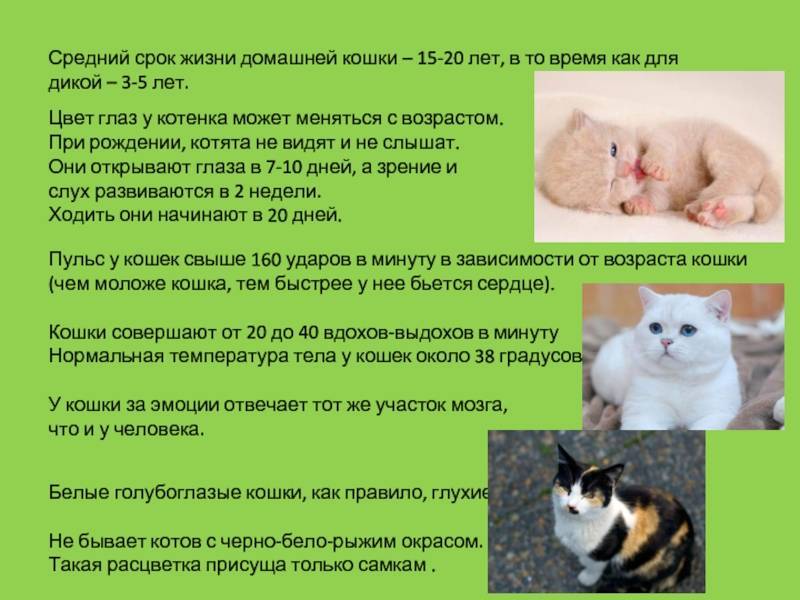 Сколько живут в домашних условиях кастрированные коты и кошки после стерилизации?