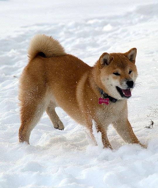 Сиба-ину: 140 фото описание породы и видео обзор очаровательной собаки