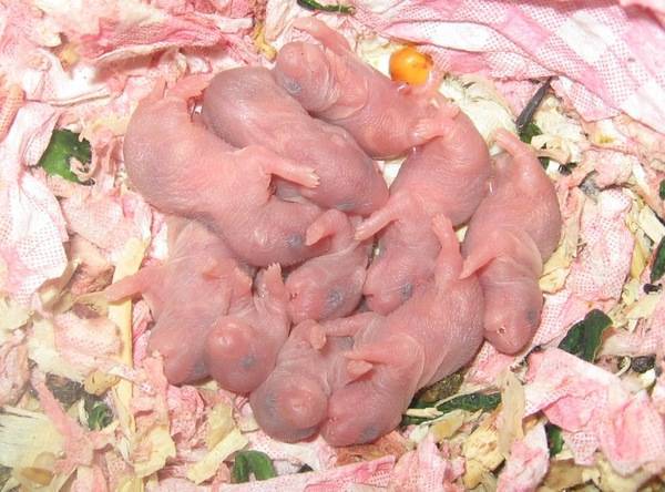 Новорожденные хомяки (29 фото): как ухаживать за хомячками? что делать с маленькими детенышами, которым 2 дня?