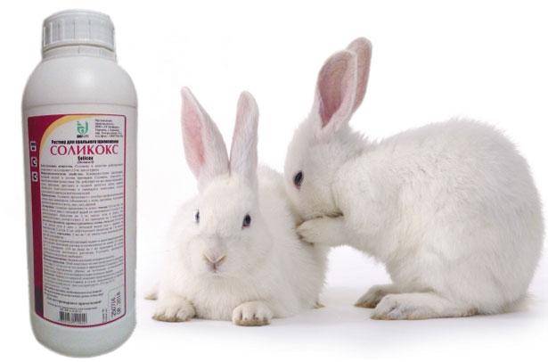 Инструкция по применению препарата соликокс для кроликов