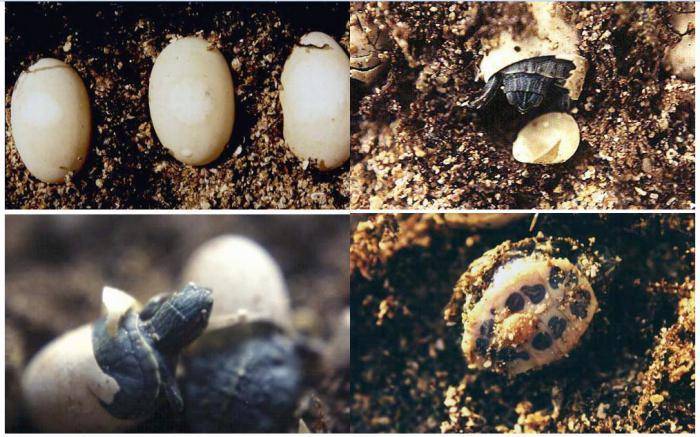 Как размножаются красноухие черепахи? 13 фото особенности спаривания в домашних условиях. как выглядят яйца? как понять, что черепашка беременна?