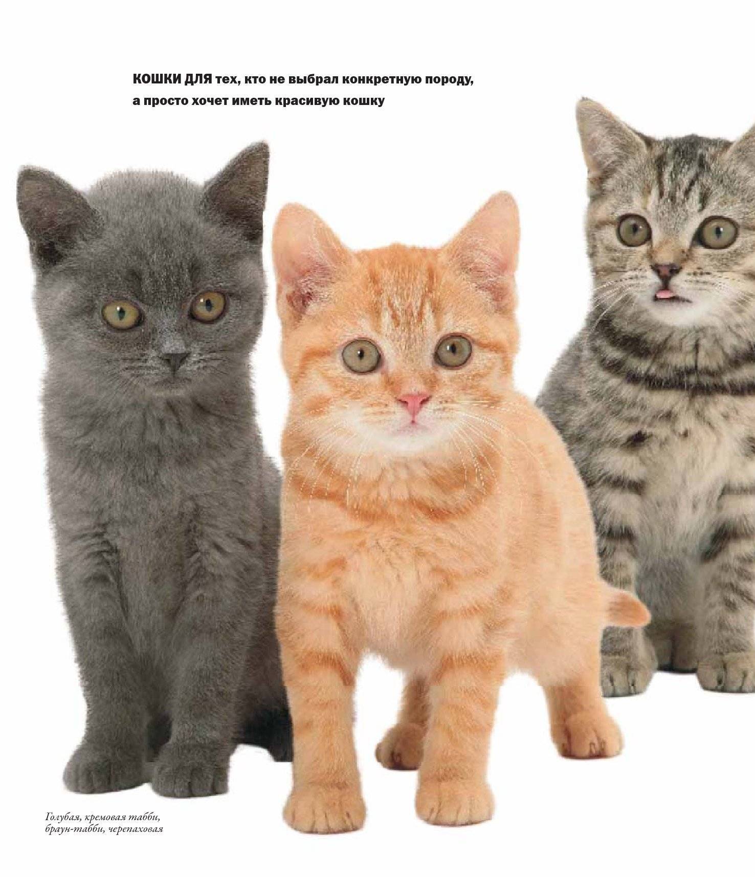 Лучшие породы кошек: рейтинг добрых, спокойных, здоровых, преданных, умных, неприхотливых котов для квартиры и дома