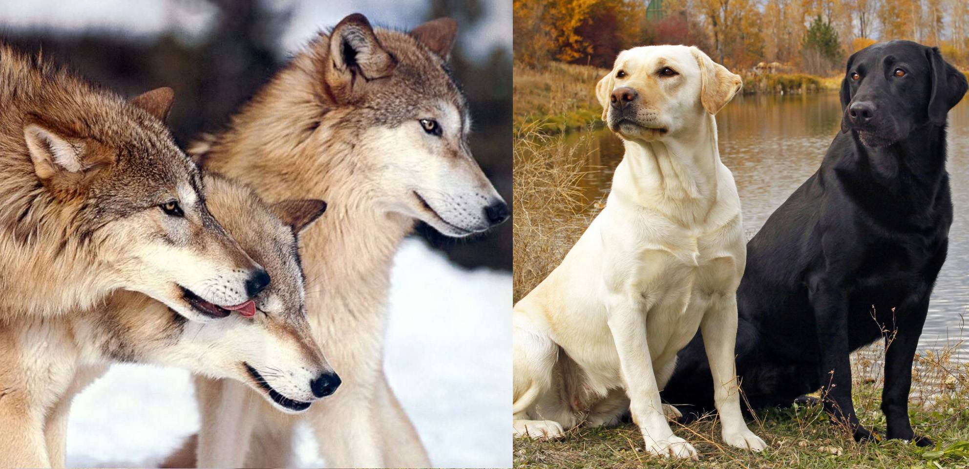 Собака-волк: как называется порода, описание, характер и интересные факты