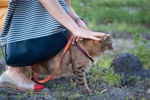 Как приручить кота с улицы: советы по одомашниванию кошек и котов