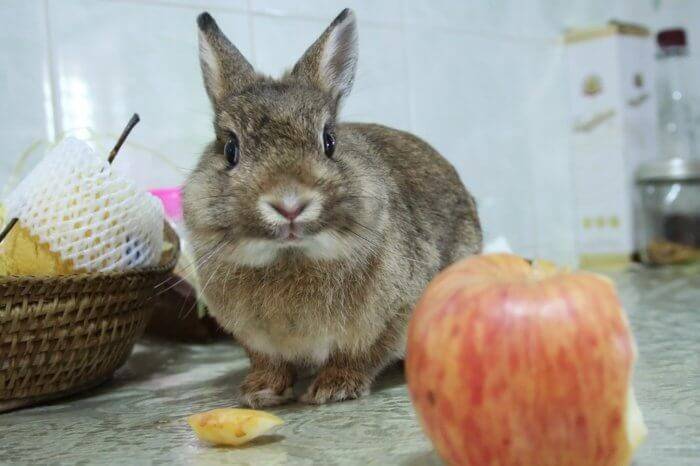 Можно ли кроликам давать яблоки и груши?