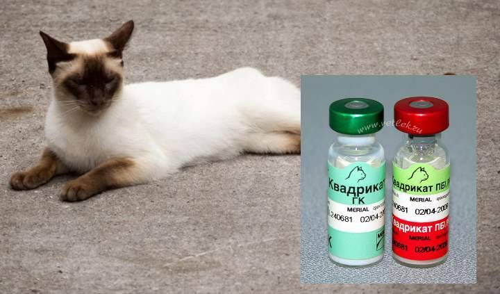 Квадрикат - вакцина для кошек: обзор, цена, отзывы