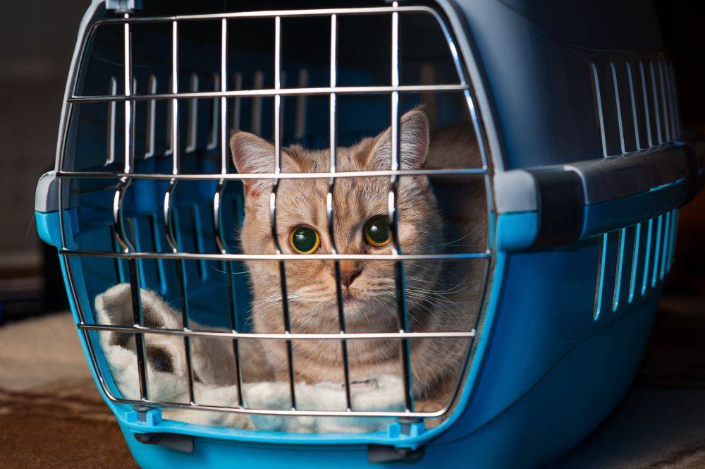 Правила перевозки кошки и транспортировка багажом по россии и за границу