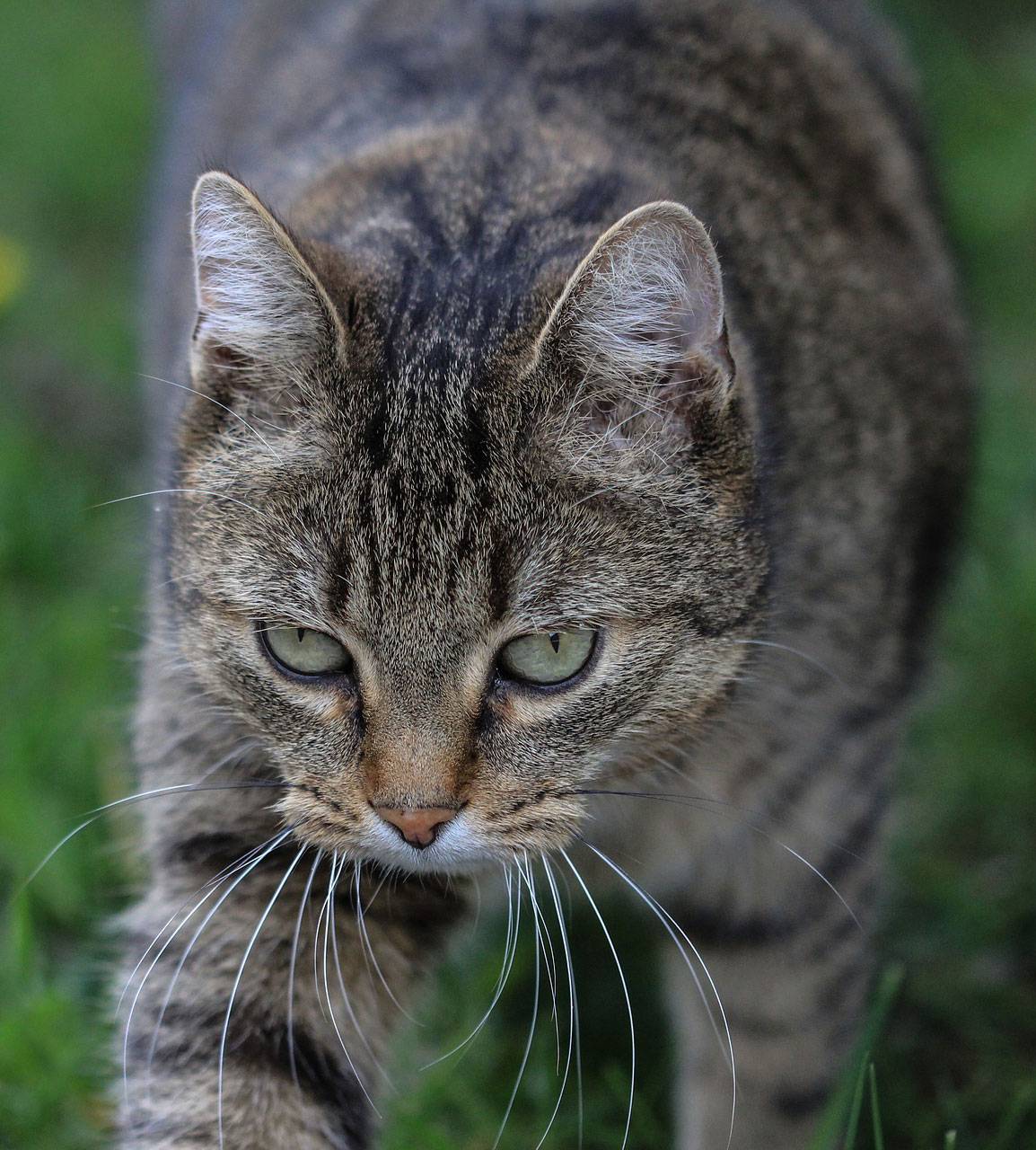 Eвропейская кошка, короткошерстный кельтский кот
