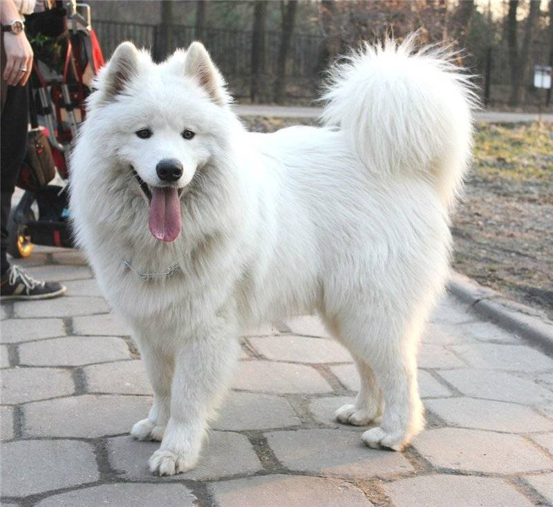 Белые пушистые породы собак: описание и характеристика