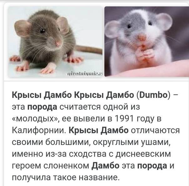 Вес взрослой крысы: сколько весят уличные и домашние животные, до каких размеров вырастает декоративный питомец, средние и максимальные показатели
