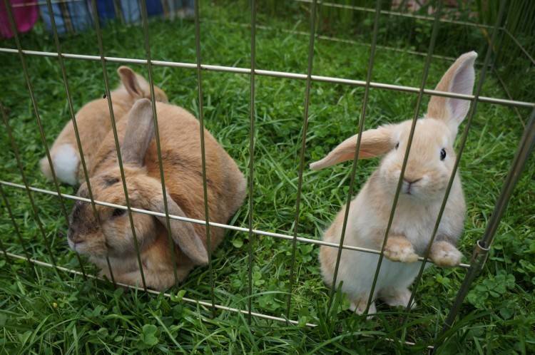 Выращивание кроликов на мясо в домашних условиях: советы по откорму и рациону