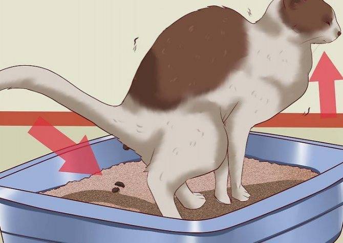 Геморрой у кошек: причины, признаки, диагностика и лечение