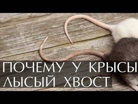 Крысиный хвост: особенности и предназначение - люблю хомяков