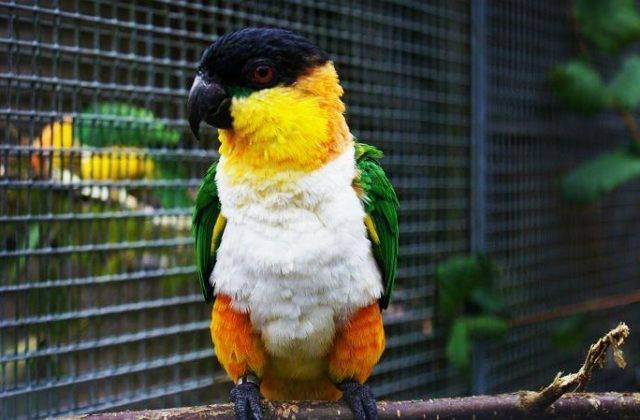 Золотистобрюхий травяной попугайчик (neophema chrysogaster): фото, видео, содержание, разведение, купить