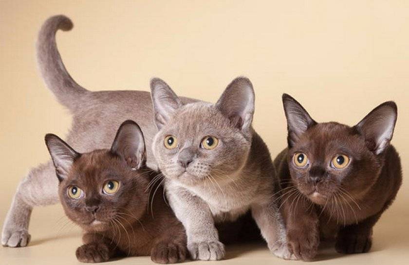 Бурманская кошка, шоколадная красавица ⋆ всё о домашних животных!