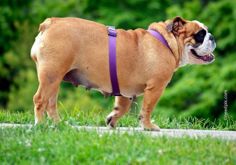 Питание собак при ожирении