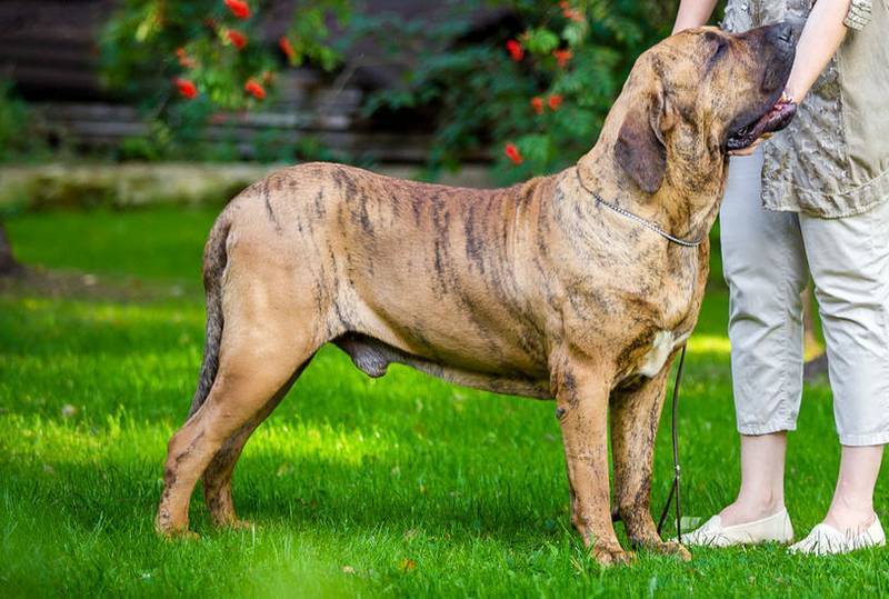 Фила бразилейро (бразильский мастиф): как выглядит собака на фото, описание породы и отзывы владельцев о характере питомца