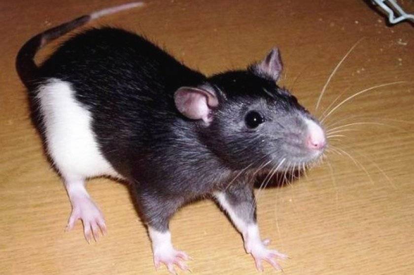 Домашние декоративные крысы: выбор, уход, кормление, продолжительность жизни