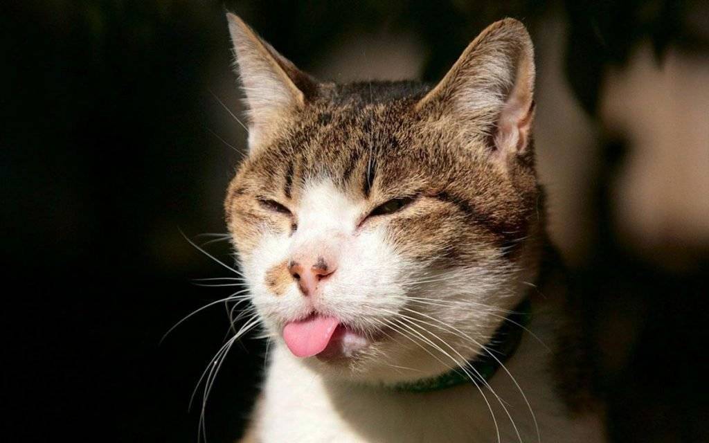 Почему кот дышит, как собака, высунув язык?