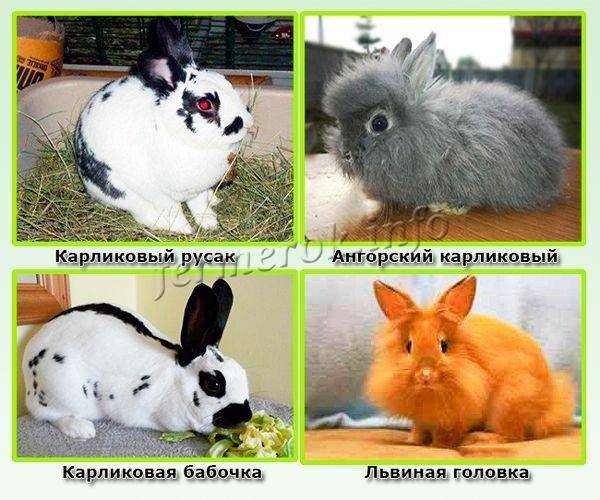 Карликовый кролик: породы, уход и содержание, чем отличается от декоративного, как назвать, продолжительность жизни