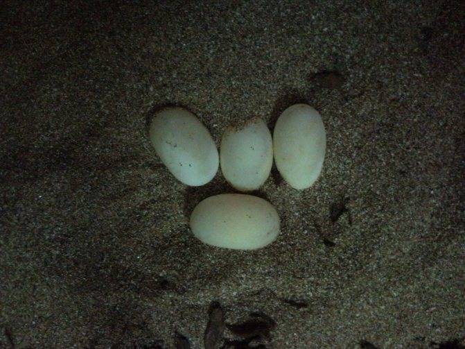 Красноухая черепаха откладывает яйца. Черепашьи яйца красноухой. Яйца красноухой черепахи. Яцуа Черепаз красноухих. Черепашьи яйца красноухие черепахи.