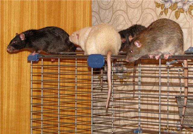 Дамбо крыса. образ жизни и среда обитания крысы дамбо | животный мир