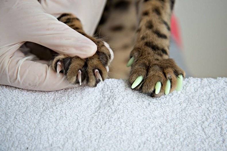 Удаление когтей у кошек или операция мягкие лапки