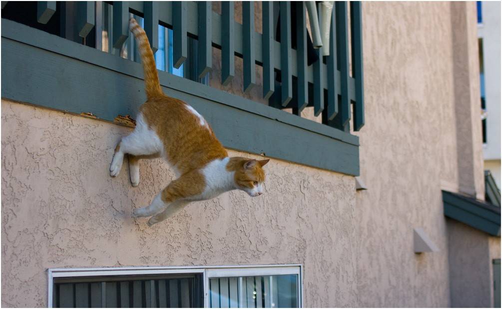 Открытые окна и любопытство: чем грозит кошке падение с высоты?