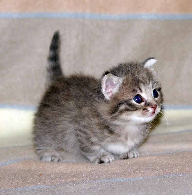 Самые маленькие породы кошек в мире - pet-mir.ru