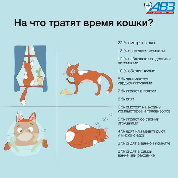 4 хитрости, как приучить кошку спать по ночам - kotiko.ru