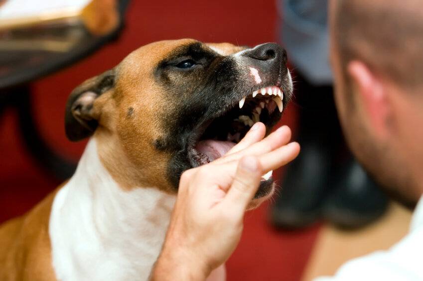 Почему собака грызет свои лапы - причины и методы устранения