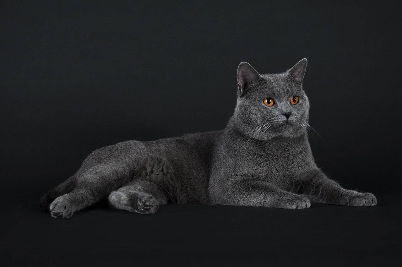 Шартрез кошка описание породы, характер - окружающий мир вокруг нас