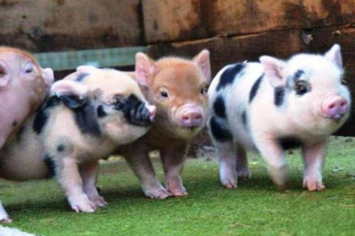 Продолжительность жизни домашних свиней