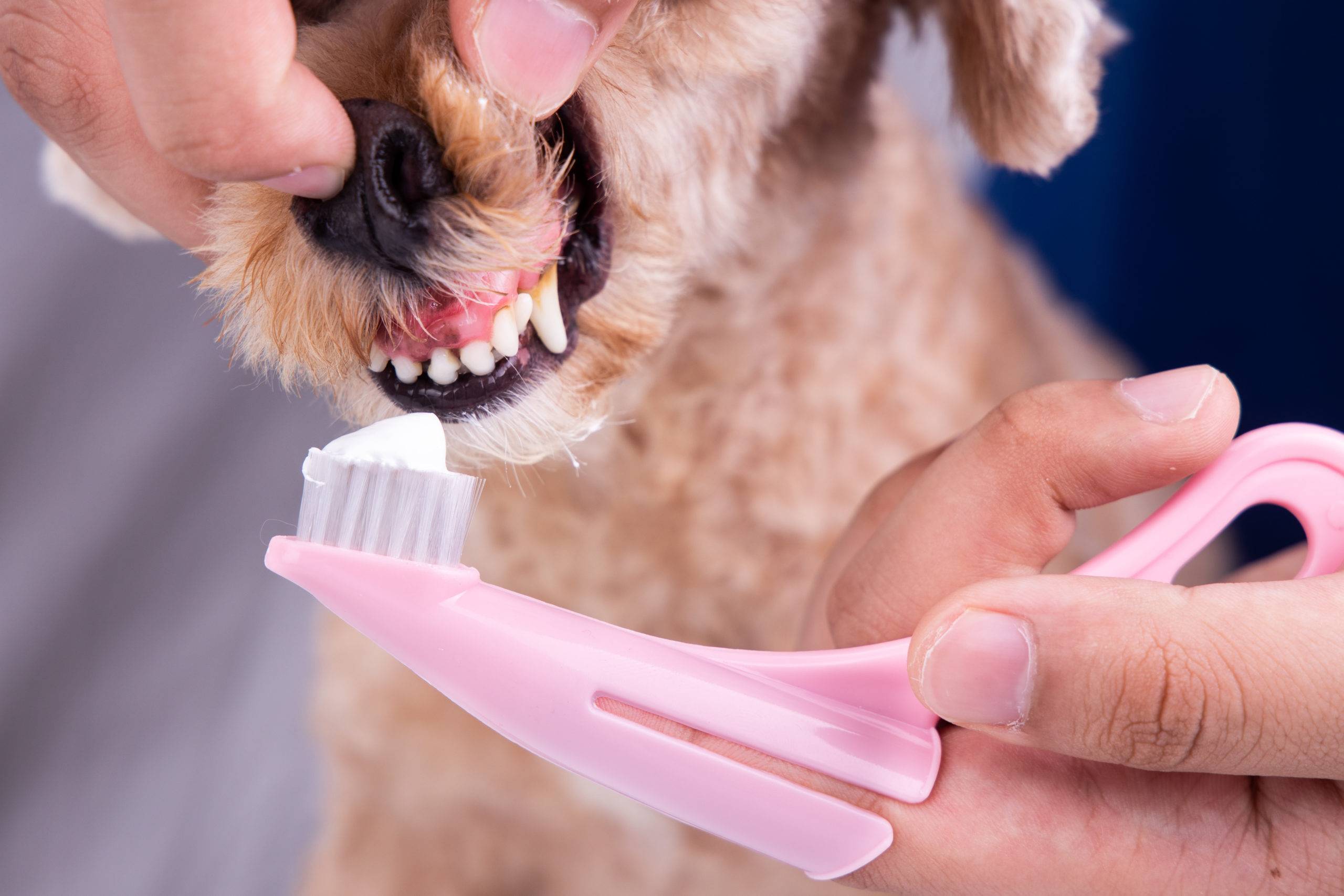 Зубной камень у собак — описание и топ-16 средств лечения и профилактики