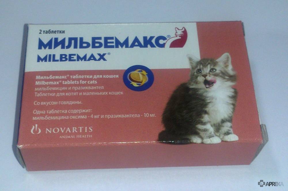 ᐉ имунофан для кошек и котов: инструкция по применению у взрослых животных и котят, отзывы, аналоги - getzoofood.ru