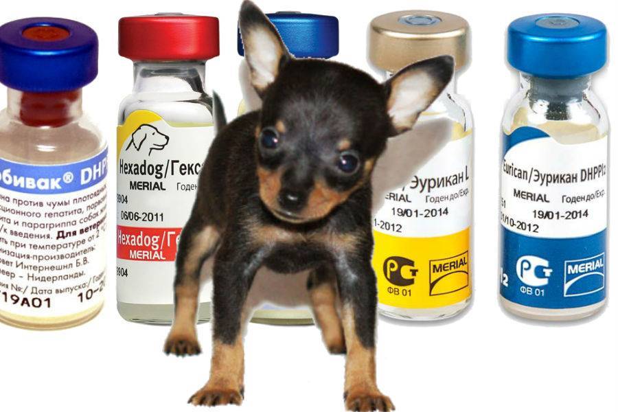 Прививки собакам по возрасту: таблица и правила
прививки собакам по возрасту: таблица и правила