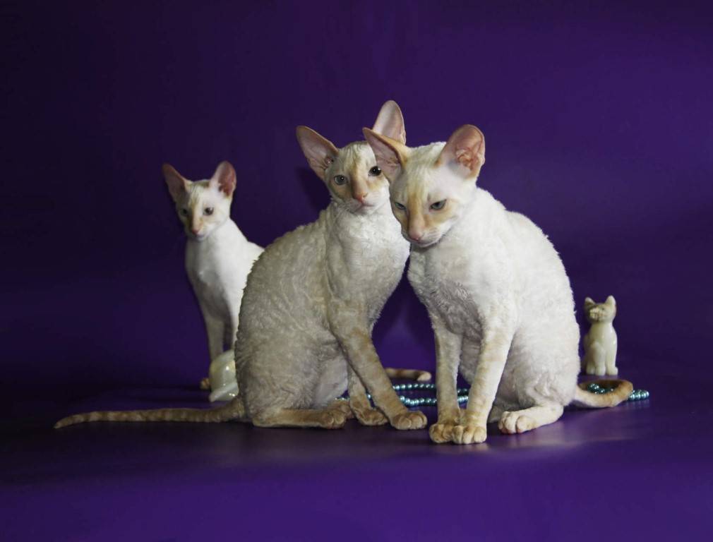 Корниш рекс: описание породы кошек, характер, окрасы, чем кормить, уход и содержание, фото