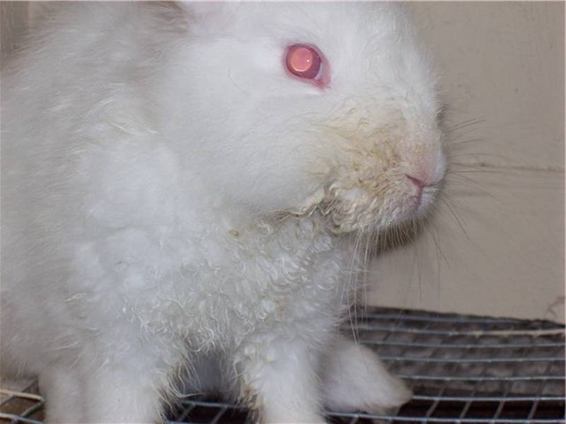 Ринит у кроликов: чем лечить насморк и сопли, если инфекционный, можно ли есть мясо, если заразный, как вылечить