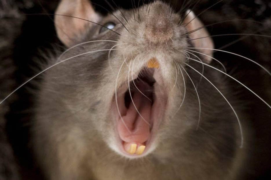 Какие звуки издает домашняя крыса?