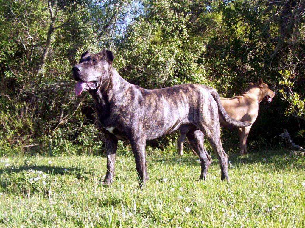 Уругвайский симаррон: характеристики породы собаки, фото, характер, правила ухода и содержания
