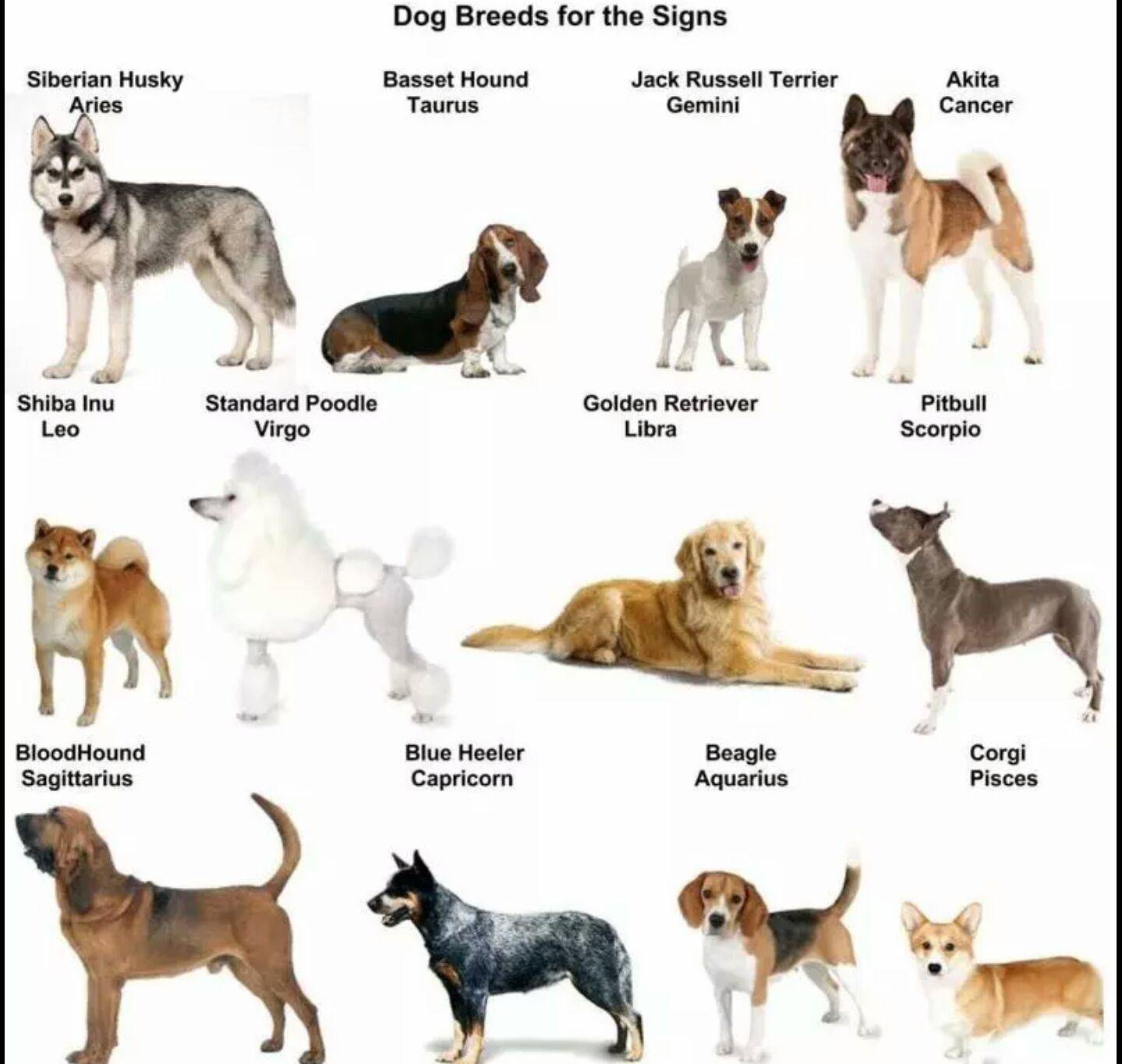 ᐉ как выбрать породу собаки по знаку зодиака - zoovet24.ru