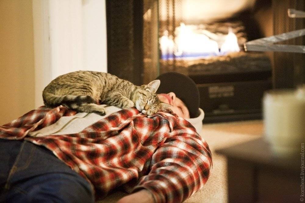 Почему кошки спят на вещах хозяина: причин у такой привычки, оказывается, немало