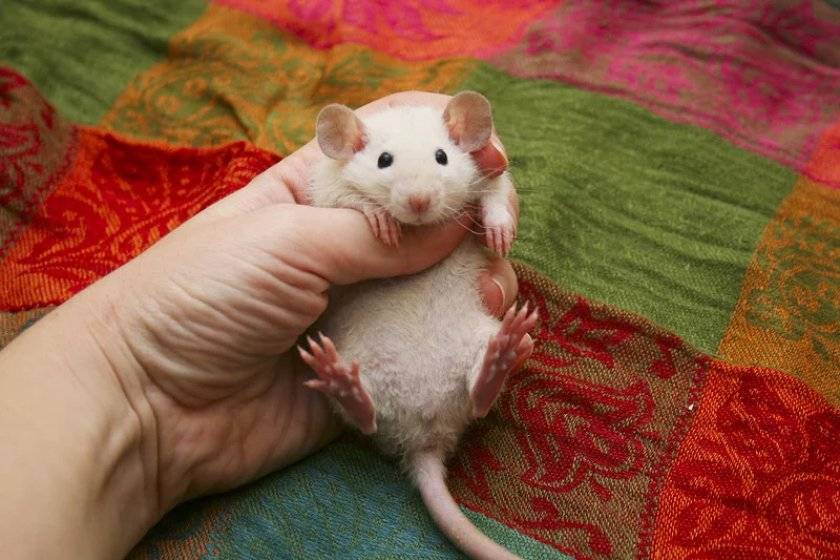 Дикие крысы - поимка и приручение