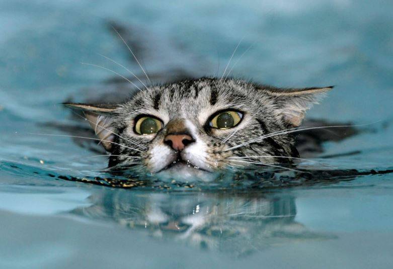 Дикие, но симпатишные! водоплавающие кошки турецкого озера ван живут как хотят: дружат с лисами, купаются и рыбачат!