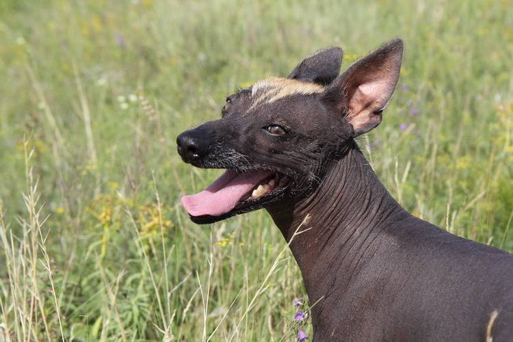 Ксолоитцкуинтли (мексиканская лысая собака): описание породы, характер, фото, питомники