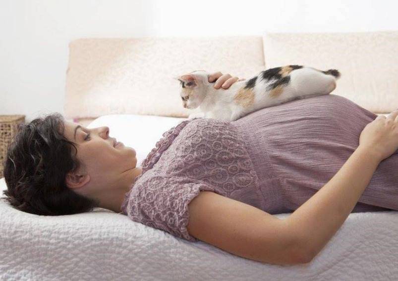 Почему кошки любят спать с хозяевами: привилегия или необходимость. рассуждения опытных заводчиков | ваши питомцы